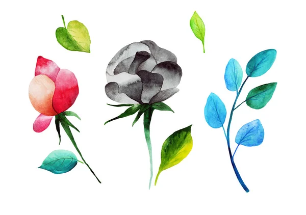 Különböző Akvarell Rózsák Gallyak Készlete — Stock Fotó