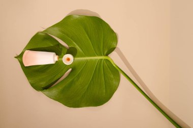 Bej tüp, makyaj malzemesi kremi ve bej arka planda yeşil yaprak. Tasarımınız için minimalist fotoğraf