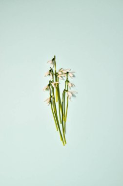 Yaratıcı düzen kardelen çiçekli parlak mavi zemin üzerine yaptı. Düz yatıyordu. Bahar en az kavramı.