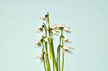 Yaratıcı düzen kardelen çiçekli parlak mavi zemin üzerine yaptı. Düz yatıyordu. Bahar en az kavramı.