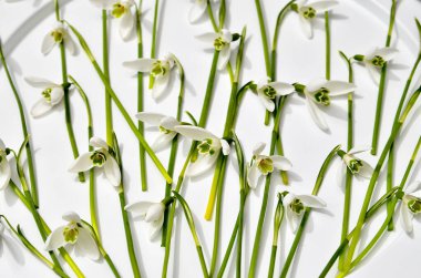 Yumuşak zemin üzerinde bir kurdele ile taze kardelen buket