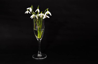 Siyah arka planda bir cam kardelen çiçeğinden yapılmış yaratıcı bir düzen. Düz yatıyordu. Bahar minimum konsepti.