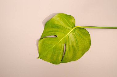 Renkli pastel arka planda yeşil tropikal palmiye yaprakları. Sanat kavramı. Yakın çekim fotoğrafçılık