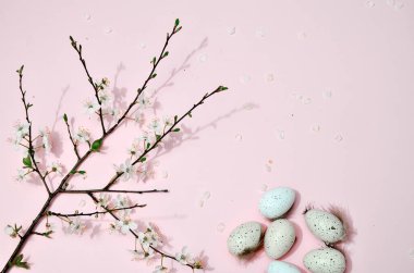 Birçok renkli paskalya yumurtası benekli ve dallı pembe mavi arka planda beyaz sakura çiçekleri.