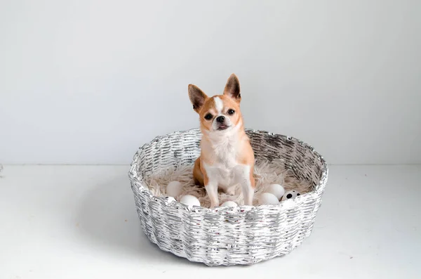 Dog chihuahua with many white eggs in a knitted basket on white background. space for text, easter wallpaper