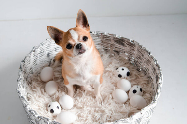 Собачья чихуахуа с большим количеством белых яиц в вязаной корзине на белом фоне. место для текста, пасхальные обои
