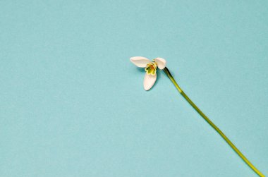 İlkbahar kar damlaları. Modaya uygun mavi nane arkaplanındaki kardamlaları. Tasarımınız için moda fotoğrafçılığı, yumuşak pastel renkler, metin için yer
