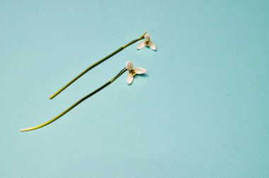 İlkbahar kar damlaları. Modaya uygun mavi nane arkaplanındaki kardamlaları. Tasarımınız için moda fotoğrafçılığı, yumuşak pastel renkler, metin için yer