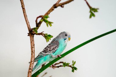 Muhabbet kuşu ya da mavi dalgalı papağan evdeki beyaz arka planda bir dalda oturuyor. Evinizde vahşi hayvan var.