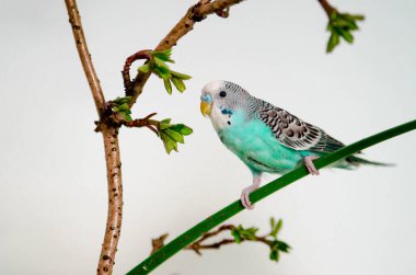 Muhabbet kuşu ya da mavi dalgalı papağan evdeki beyaz arka planda bir dalda oturuyor. Evinizde vahşi hayvan var.