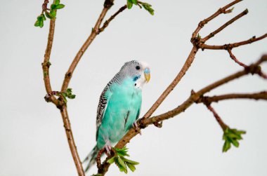 Muhabbet kuşu ya da mavi dalgalı papağan evdeki beyaz arka planda bir dalda oturuyor. Evinizde vahşi hayvan var.