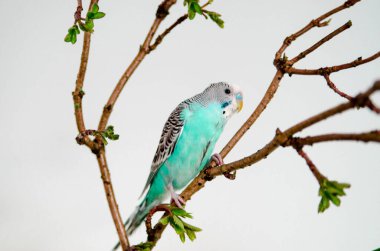 Muhabbet kuşu ya da mavi dalgalı papağan evdeki beyaz arka planda bir dalda oturuyor. Evinizde vahşi hayvan var.