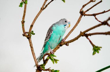 Muhabbet kuşu ya da mavi dalgalı papağan evdeki beyaz arka planda bir dalda oturuyor. Evinizde vahşi hayvan var.