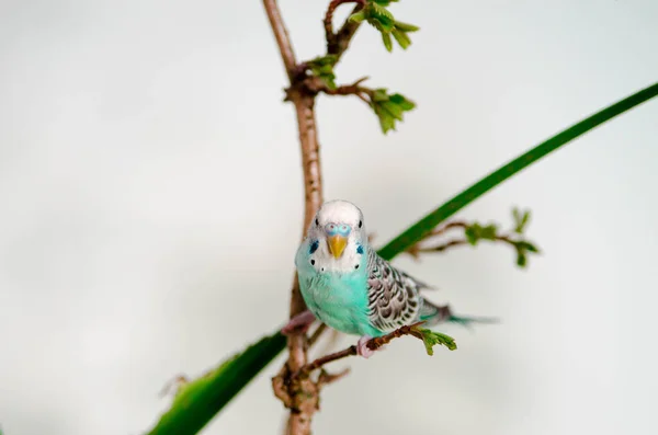 Budgerigar Lub Niebieska Papuga Siedząc Gałęzi Białym Tle Domu Wildlife — Zdjęcie stockowe