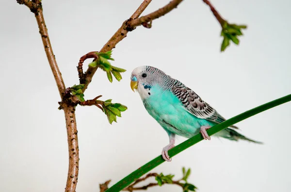 Grasparkiet Blauwe Golvende Papegaai Zit Een Tak Witte Achtergrond Thuis — Stockfoto