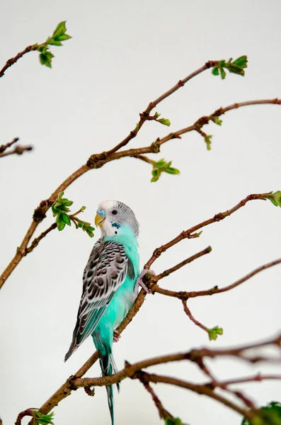 Budgerigar Papagaio Ondulado Azul Sentado Ramo Fundo Branco Casa Animais — Fotografia de Stock