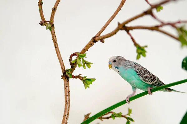 Budgerigar Pappagallo Ondulato Blu Seduto Ramo Sfondo Bianco Casa Animali — Foto Stock