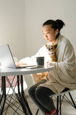 Battaniye giyen Asyalı kadın. Masada otururken evden çalışan genç Asyalı kadın. Dizüstü bilgisayar kullanan Asyalı kız. Chihuahua köpeğini tutan kız.