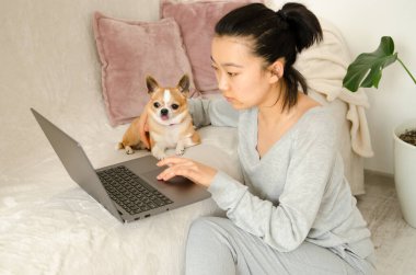 Gri gömlek ve pantolon giymiş Asyalı bir kadın. Kanepede otururken evden çalışan genç Asyalı kadın. Dizüstü bilgisayar kullanan Koreli kız. Chihuahua köpeğini tutan kız.