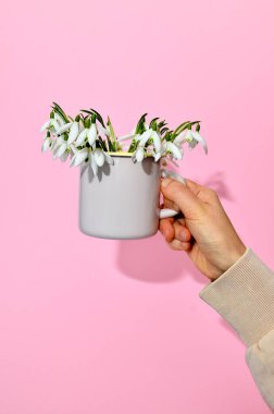 Elinde kardelen çiçekleri olan bir bardak tutan kadın. Pembe arka planda izole edilmiş