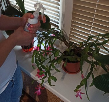 woman splashing water spray on flower plant clipart