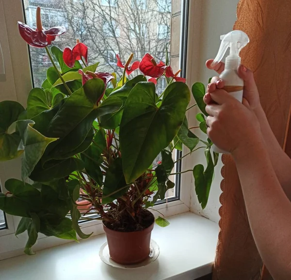 Женщина брызгает брызги воды на цветок — стоковое фото