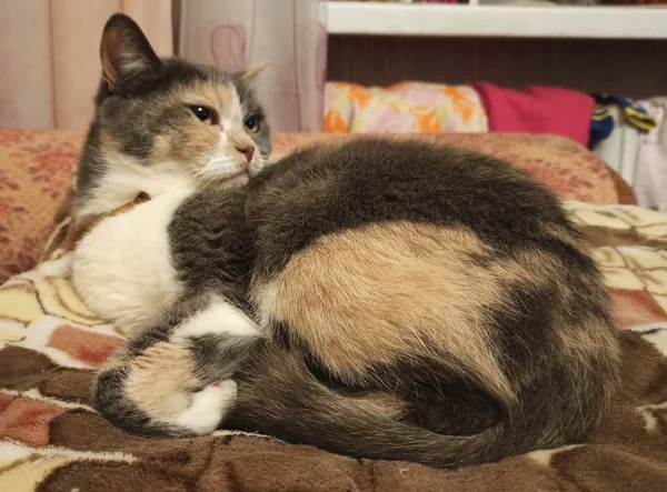 Трёхцветная кошка лежит на кровати — стоковое фото