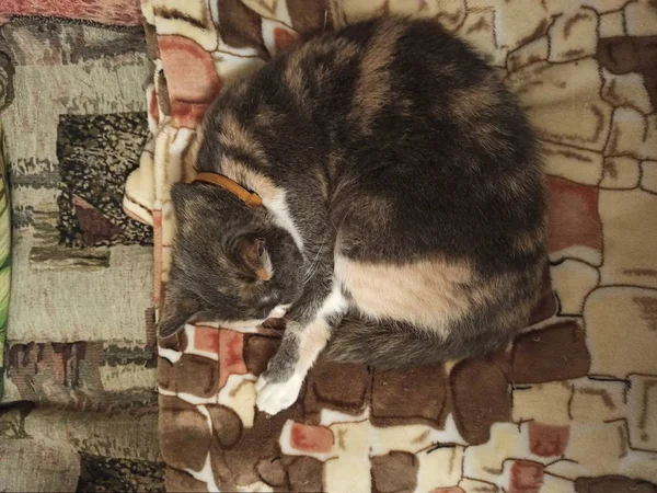 Gatto tricolore che dorme sul letto — Foto Stock