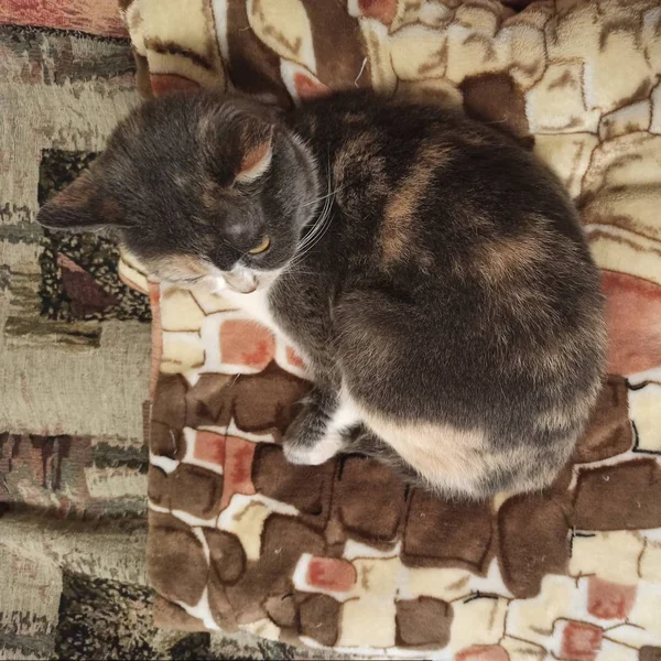 Tricolor Katze auf dem Bett liegend — Stockfoto