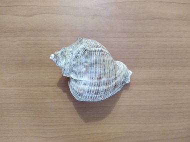 Tahta zemin üzerinde deniz kabuğu
