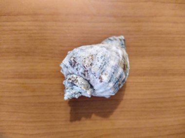 Tahta zemin üzerinde deniz kabuğu