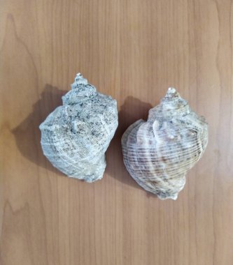 Set of sea shells on wooden background