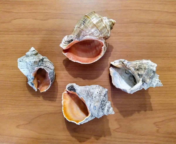 Set of sea shells on wooden background — 스톡 사진