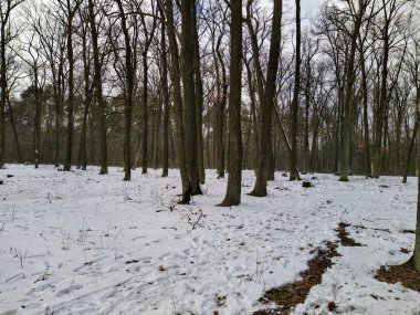 Güzel karlı kış ormanı Bulutlu bir günde