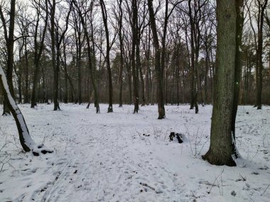 Güzel karlı kış ormanı Bulutlu bir günde