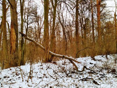 Güzel karlı kış ormanı Bulutlu bir günde
