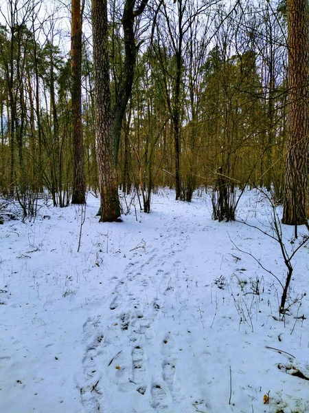 Schöner Schneebedeckter Winterwald Bewölkten Tagen — Stockfoto