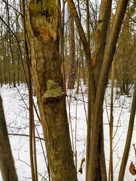 Schöner Schneebedeckter Winterwald Bewölkten Tagen — Stockfoto