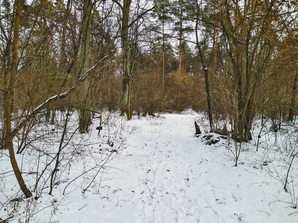 Прекрасный Снежный Зимний Лес Пасмурный День — стоковое фото