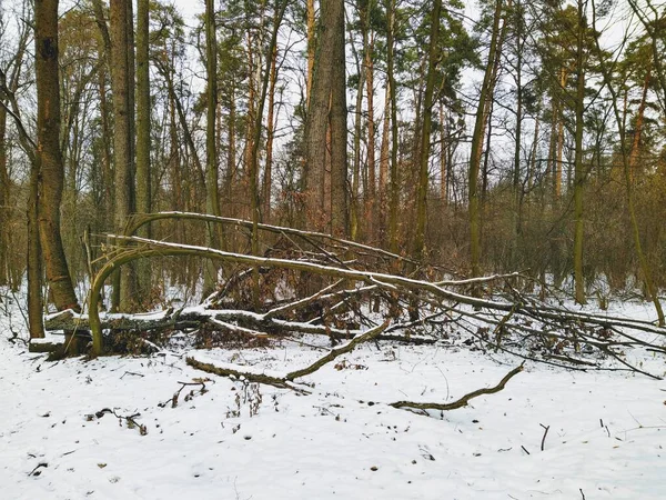 Schöner Schneebedeckter Winterwald Bewölkten Tagen — Stockfoto