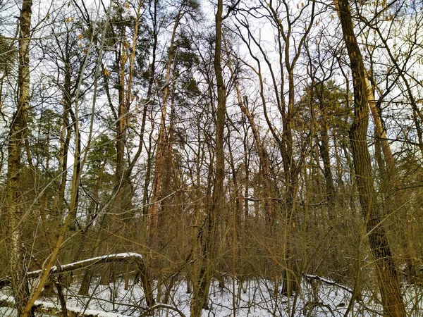 多云的天气里美丽的雪地冬季森林 — 图库照片