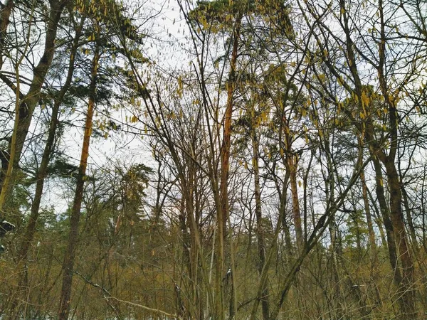 Vacker Snöig Vinterskog Molnig Dag — Stockfoto