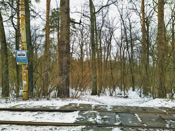 Σταθμός Τραμ Στο Χιονισμένο Δάσος Χειμώνα Συννεφιασμένη Ημέρα — Φωτογραφία Αρχείου