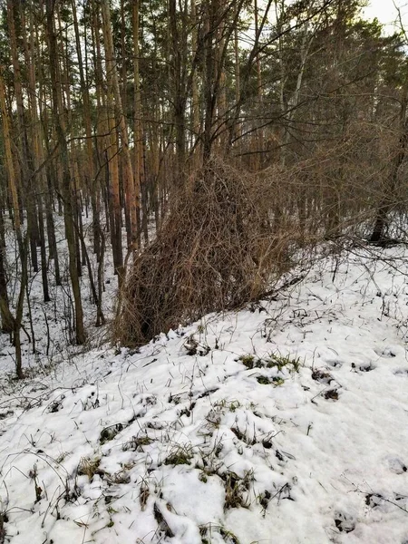 Krásný Zasněžený Zimní Les Oblačném Dni — Stock fotografie