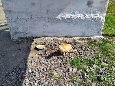 Kırsal kesimde güneşli bir bahar gününde yemlenen kızıl saçlı kedi kasenin yanında.