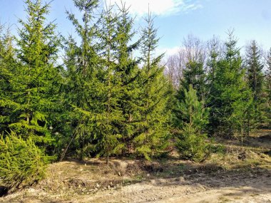 Güneşli bahar gününde köydeki orman arazisi