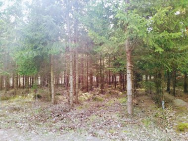 Güneşli bahar gününde güzel orman