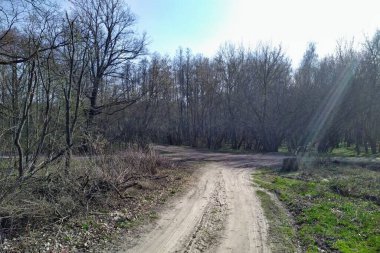 Güneşli bahar gününde güzel orman