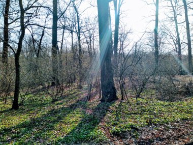 Güneşli bahar gününde güzel orman