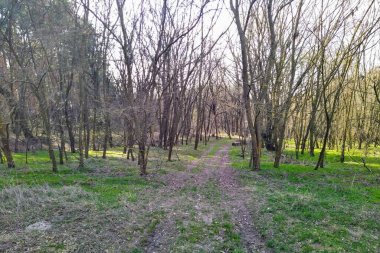 Güneşli bahar gününde güzel orman